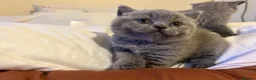 British Shorthair cats for sale: 🐾 Beautiful British Shorthair Kittens 🐾 in Huddersfield - Advert 18