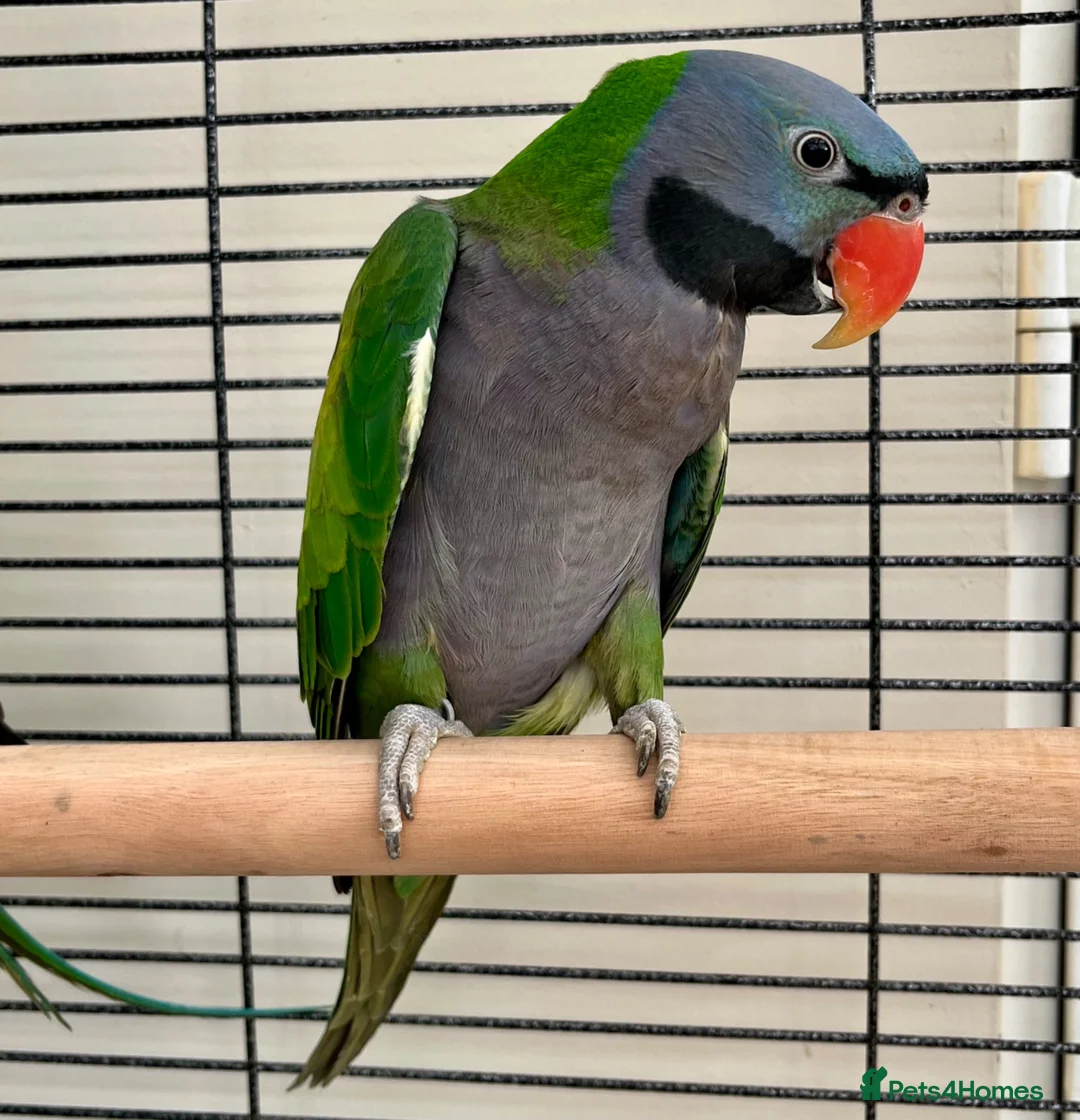Parakeets birds for sale: Derbyan lord derby parakeet in Oldham - Advert 2