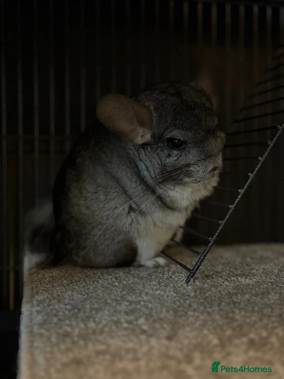 Chinchilla rodents for sale: Female 8 month chinchilla with all equipment  - Advert 2