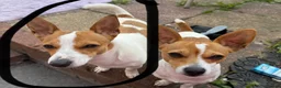 Jack Chi dogs for sale: Jack Russel terrier dog - Advert 3