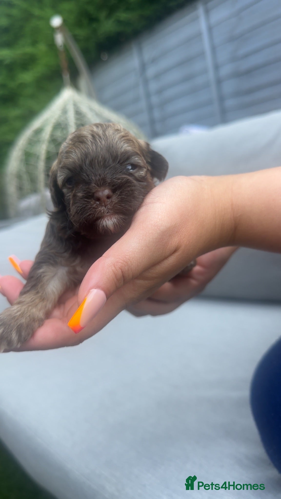 Shihpoo dogs Imperial Shih Tzu/merle toy poodle - Advert 2