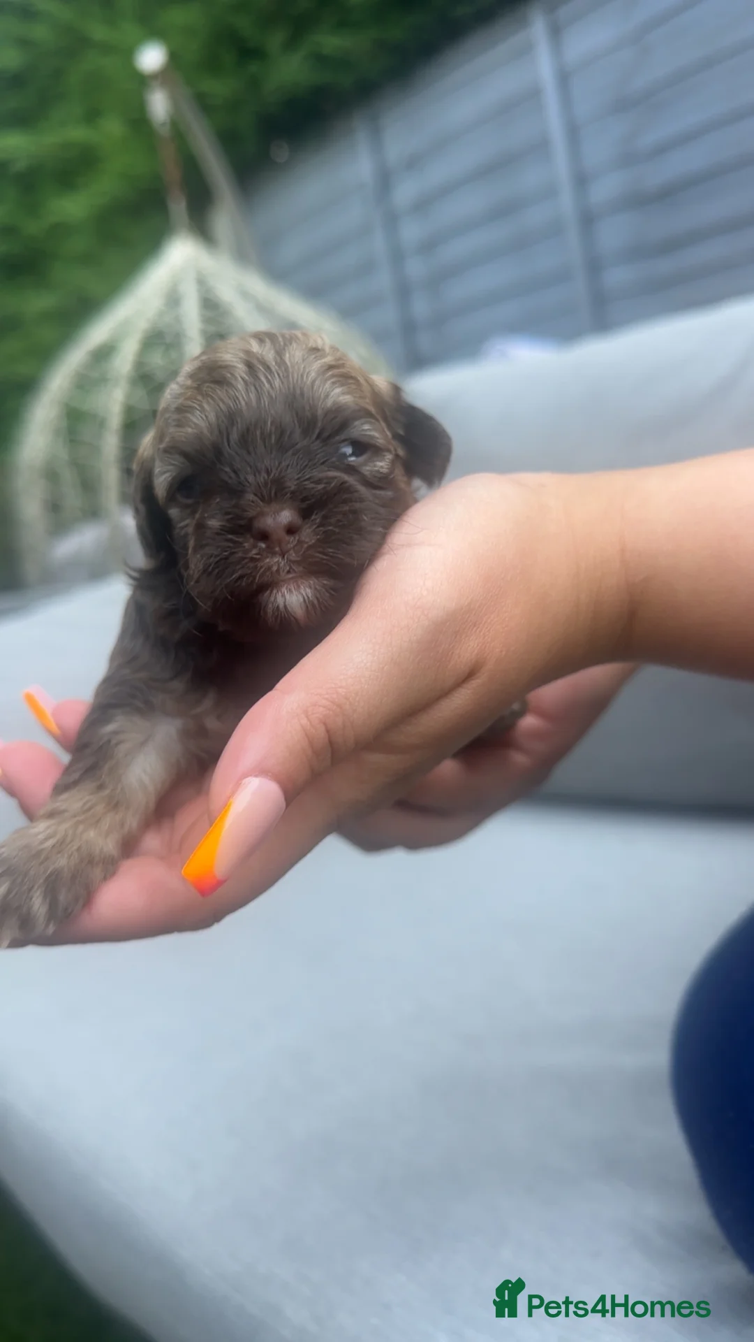 Shihpoo dogs for sale: Imperial Shih Tzu/merle toy poodle in Mayfield - Advert 2