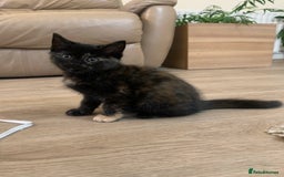 Mixed Breed cats for sale: Two girls and a boy Kuril bobtail mix - Image 15