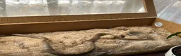 Corn Snake reptiles for sale: Healthy Adult Corn Snake (male) + Large Vivarium in Ashford - Advert 1