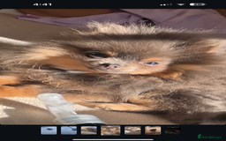Pomeranian dogs for stud: Pomeranian stud Gypsy king  - Image 2