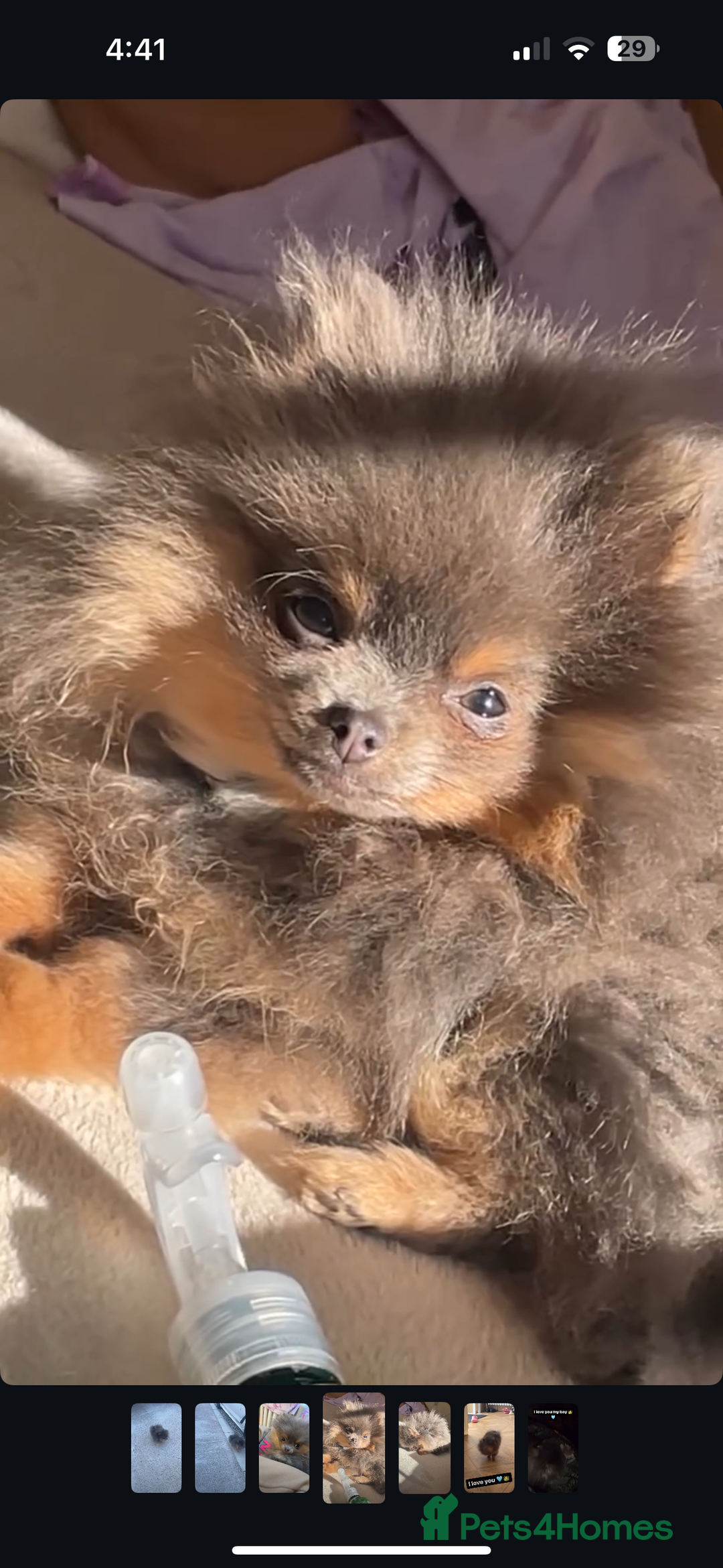 Pomeranian dogs for stud: Pomeranian stud Gypsy king  - Image 2