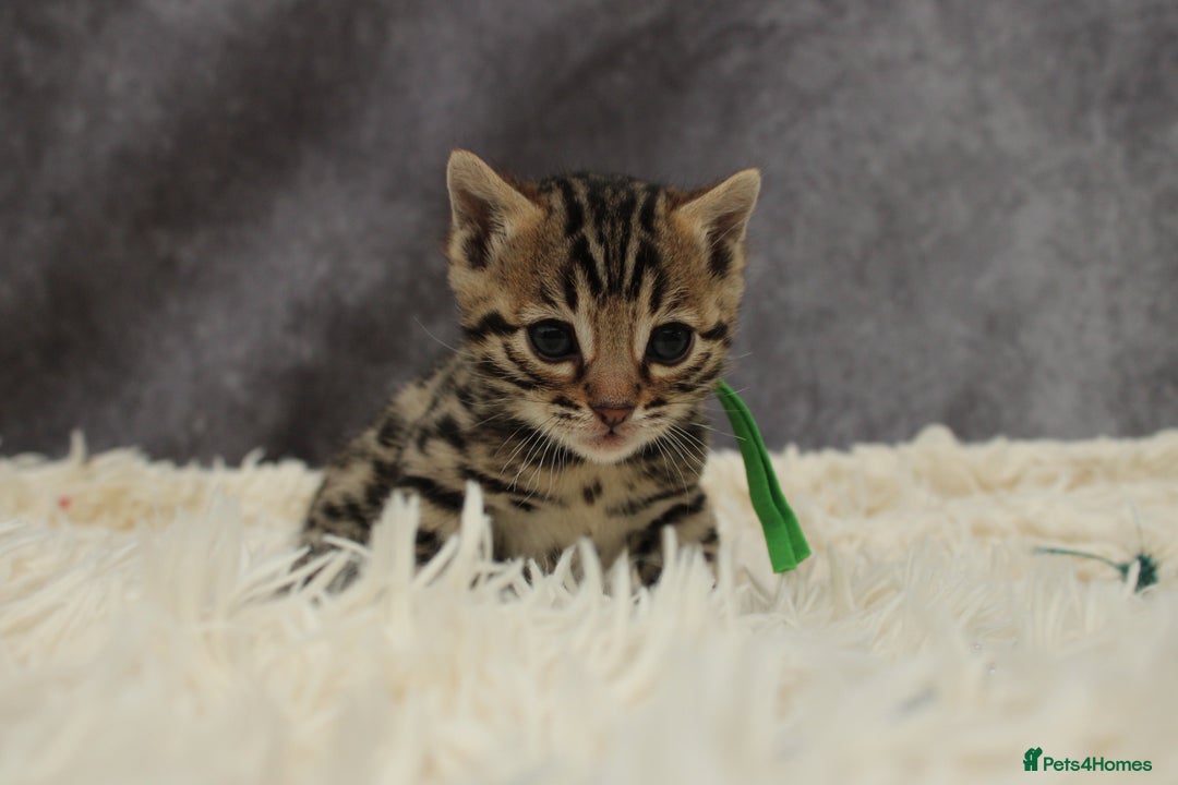 Bengal cats for sale: 🔥Stunning Bengals ready for reservation🔥 - Image 19