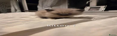Kitten 1