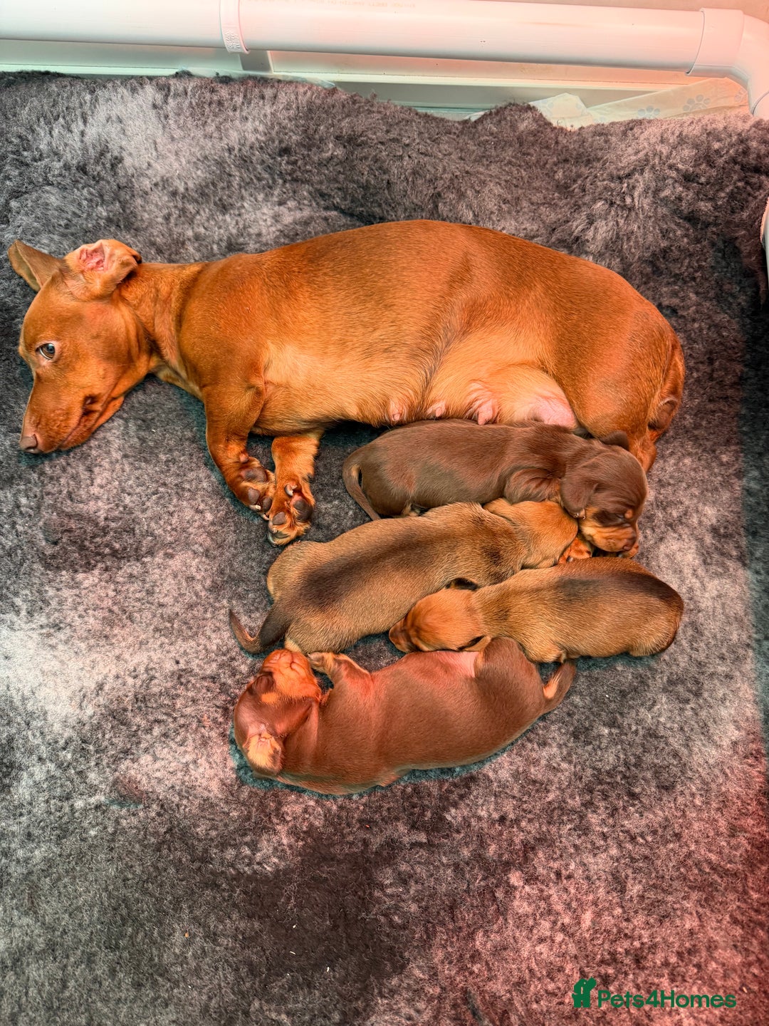 Miniature Dachshund dogs for sale: Gorgeous Miniature smooth Dachshunds  - Advert 11