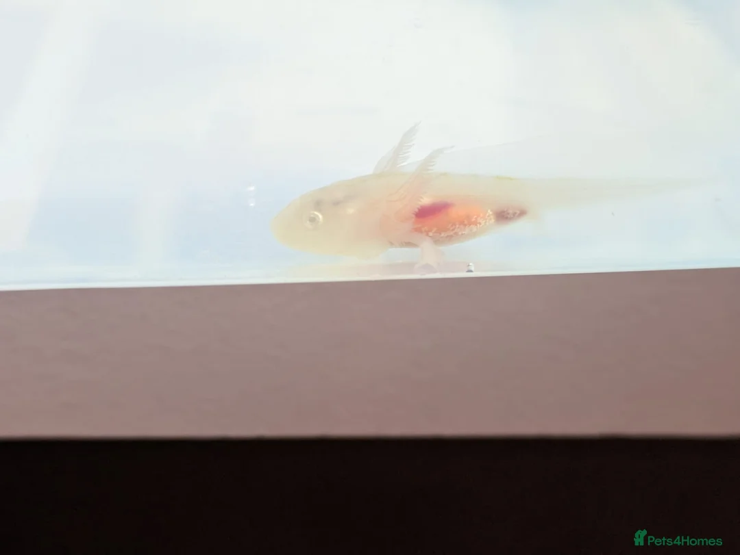 Axolotl reptiles for sale: Tank ready juvenile axolotls - Advert 1