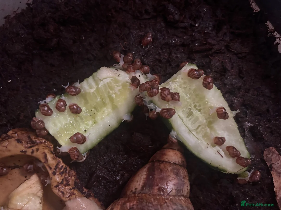 Snails invertebrates for sale: Giant African land snails babies and adults  - Advert 2