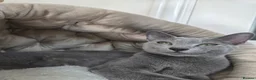 Russian Blue cats for sale: Purebred Russian Blue Kittens - Advert 10