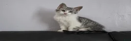 Maine Coon cats for sale: Beautiful and playful half Maine coon kittens  - Advert 8