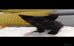 Mixed Breed cats for sale: Black male - Image 5