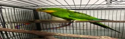 Parrots birds for sale: Superb parrot pair male and female  in Luton - Advert 3