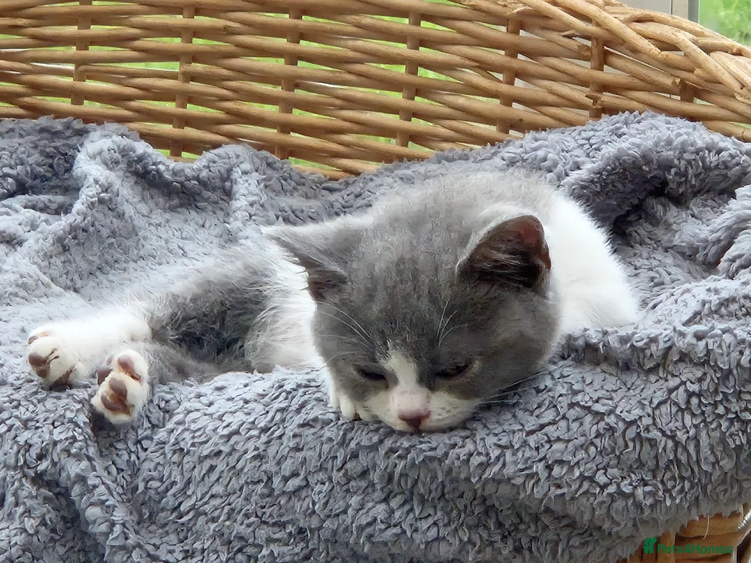 British Shorthair cats for sale: Stunning BSH kitten GCCF Reg Champion sired - Advert 36
