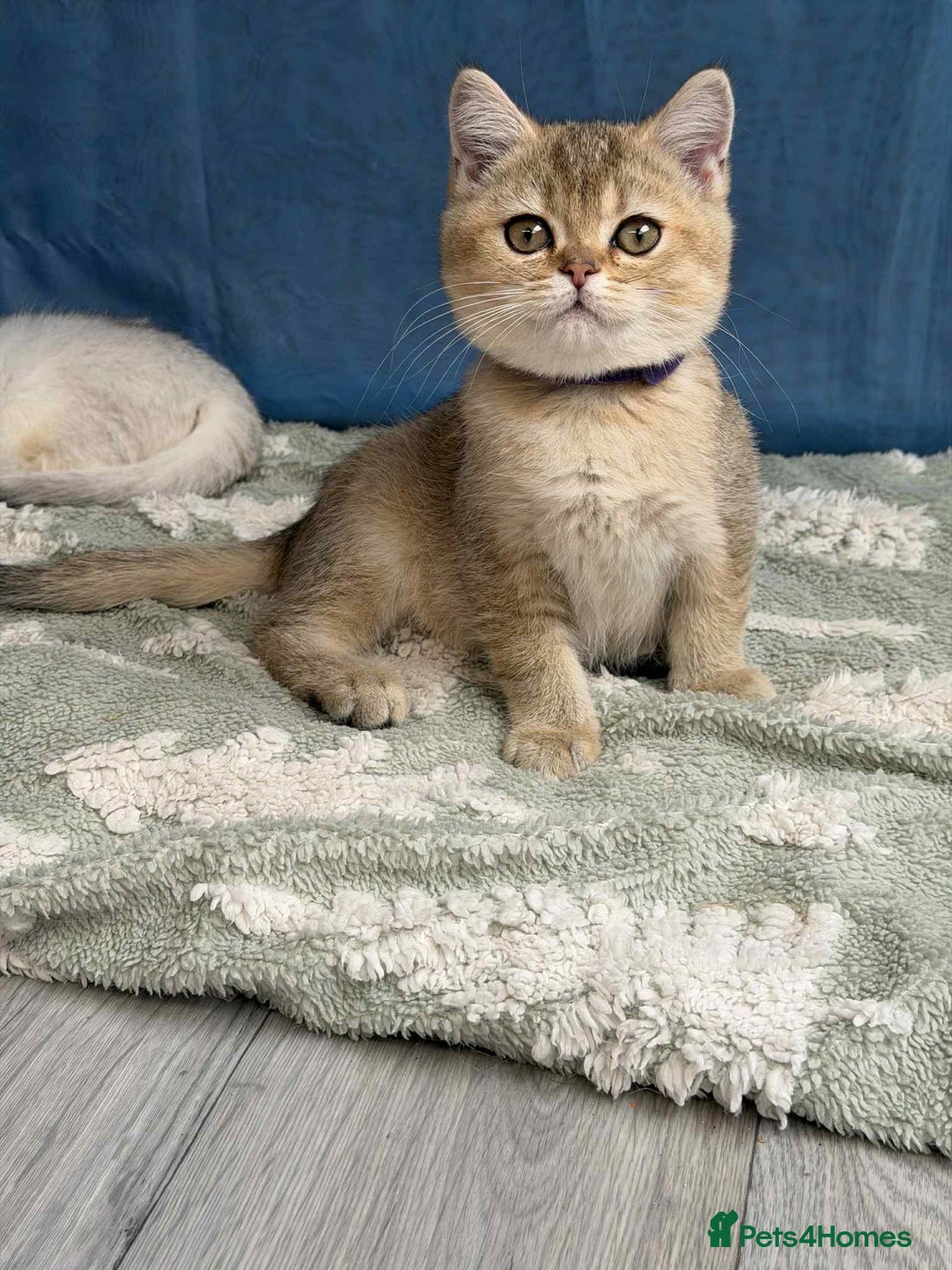 British Shorthair cats for sale: Stunning BSH golden/silver Kittens TICA - Image 10