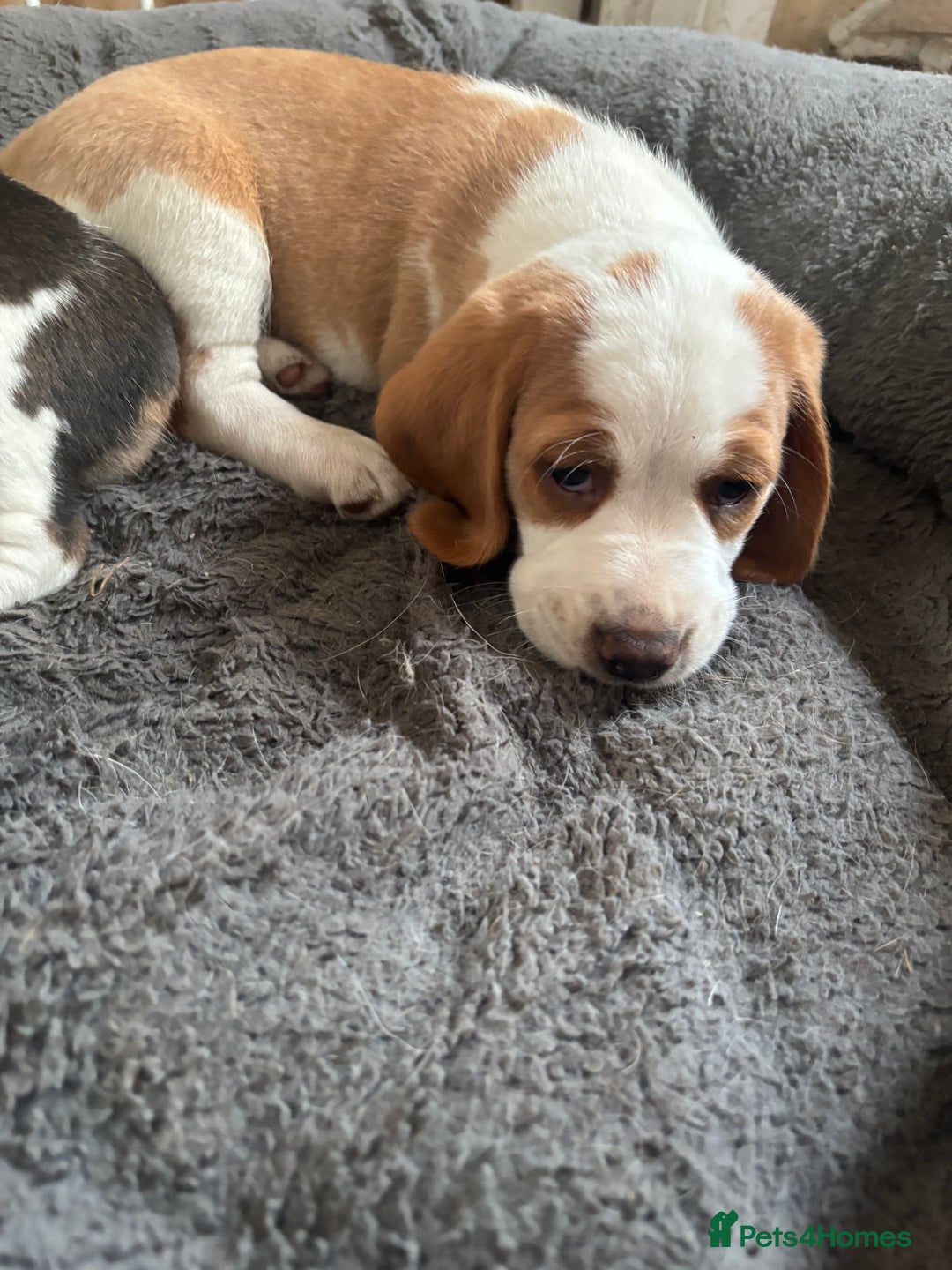Beagle dogs for sale: 2 stunning Beagle Puppies, ready now in Sidcup - Image 30