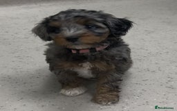 Mixed Breed dogs for sale: Tibetan x Toy Poodle - Image 28