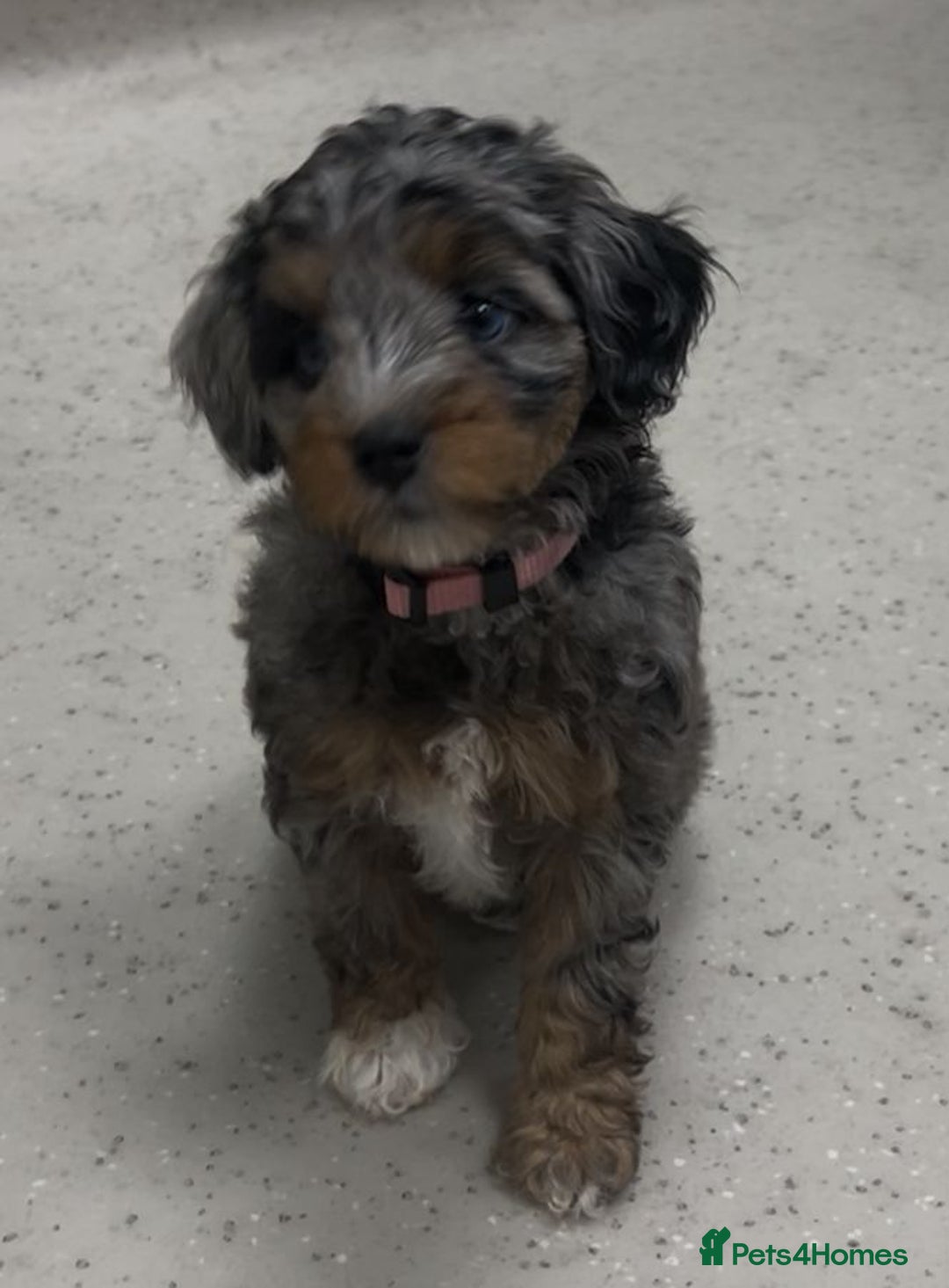 Mixed Breed dogs for sale: Tibetan x Toy Poodle - Image 28