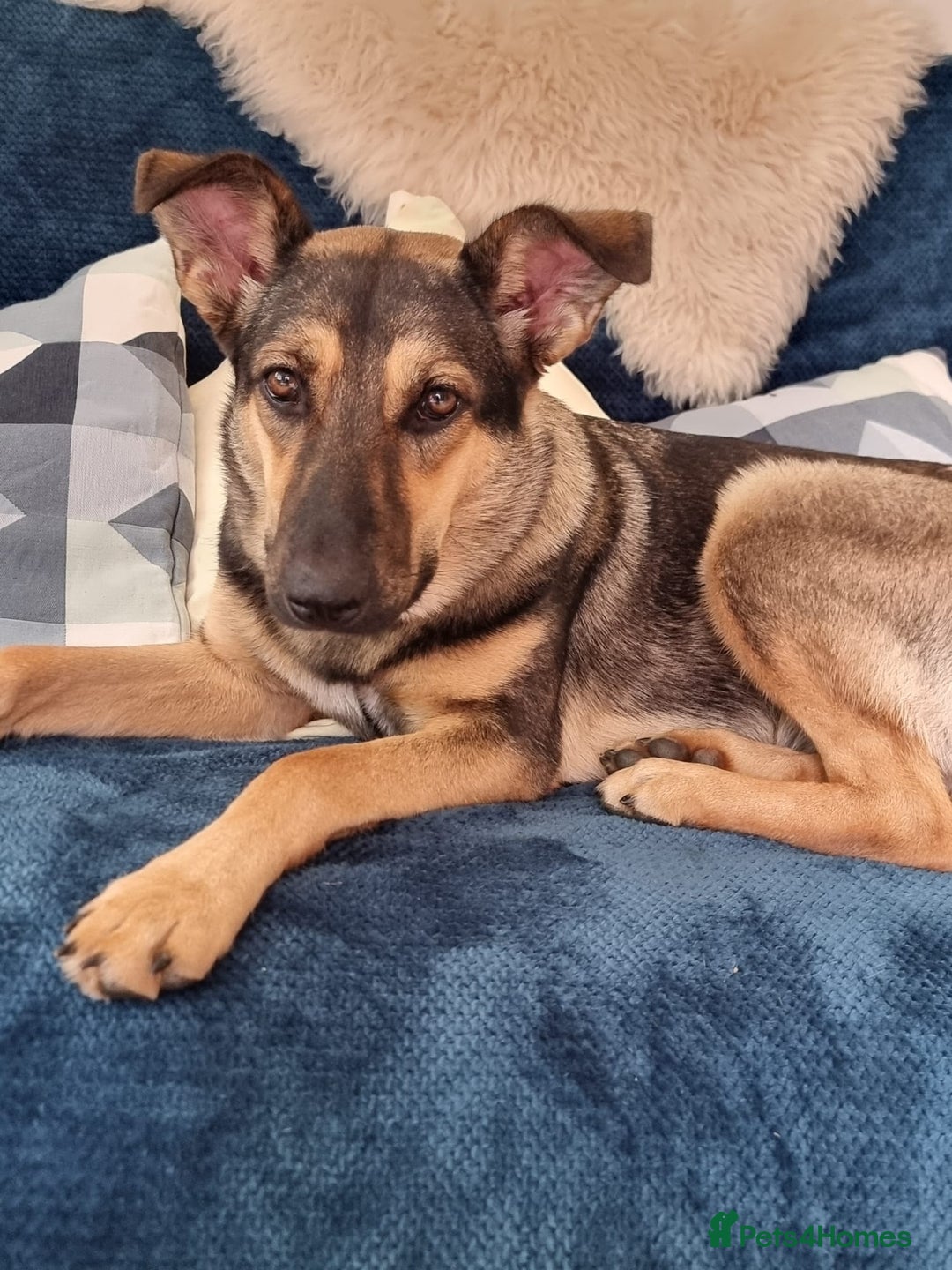 Mixed Breed dogs for adoption: 💖🐶 Tigger - 14 months old gentle girl 🐶💖 - Image 6