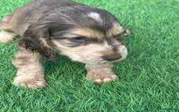 Cocker Spaniel dogs for sale: Pedigree-Show Type Cocker Spanial puppies  - Image 1