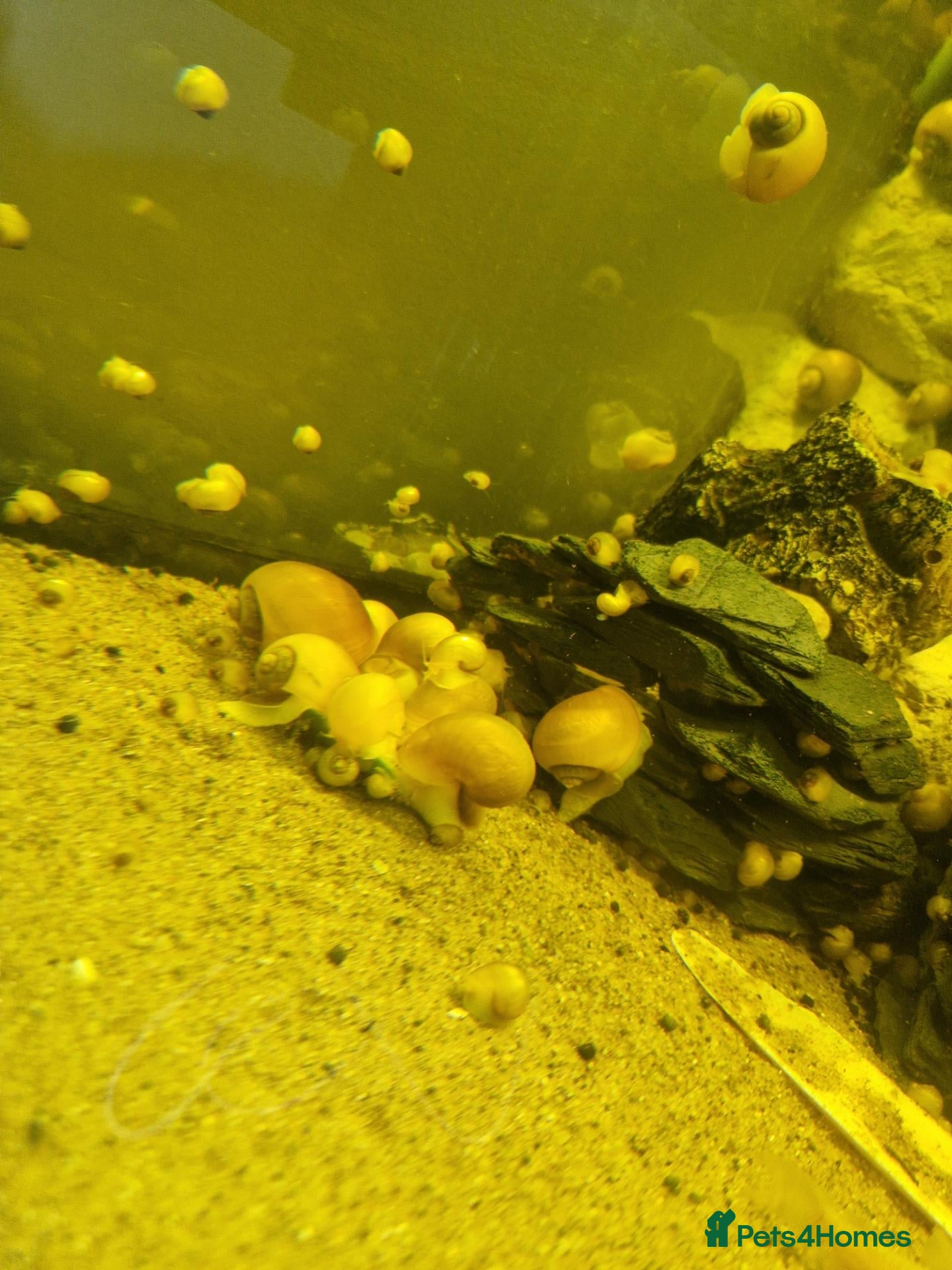 Snails fish Apple snails  - Advert 1