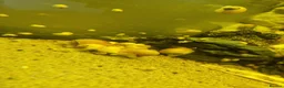 Snails fish for sale: Apple snails  in Llanelli - Advert 1
