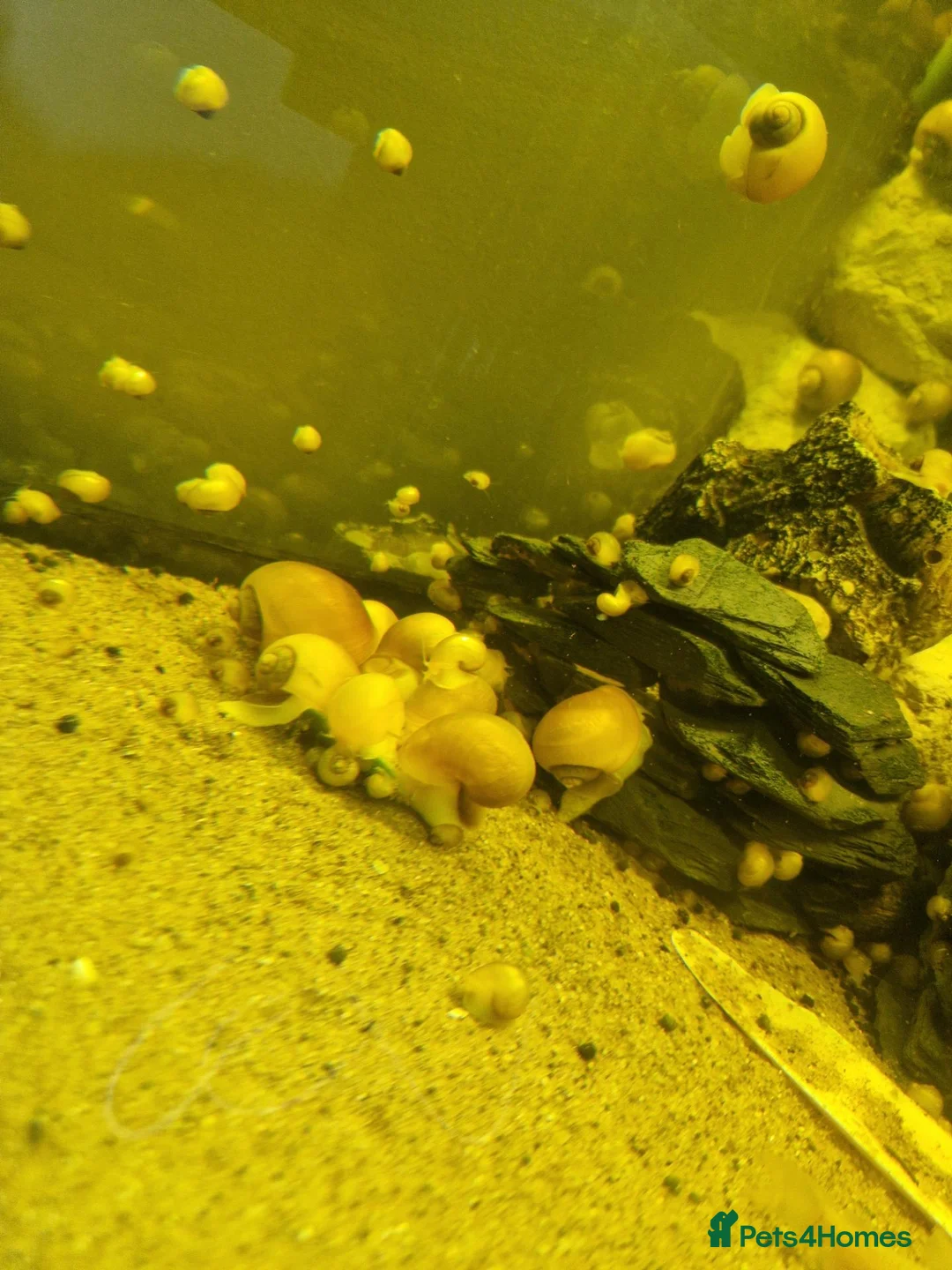 Snails fish for sale: Apple snails  in Llanelli - Advert 1