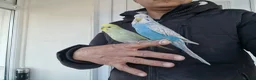 Budgerigars birds for sale: Super silly hand tamed baby budgies  - Advert 6