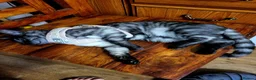 Bengal cats for sale: A very neat cat. - Advert 3
