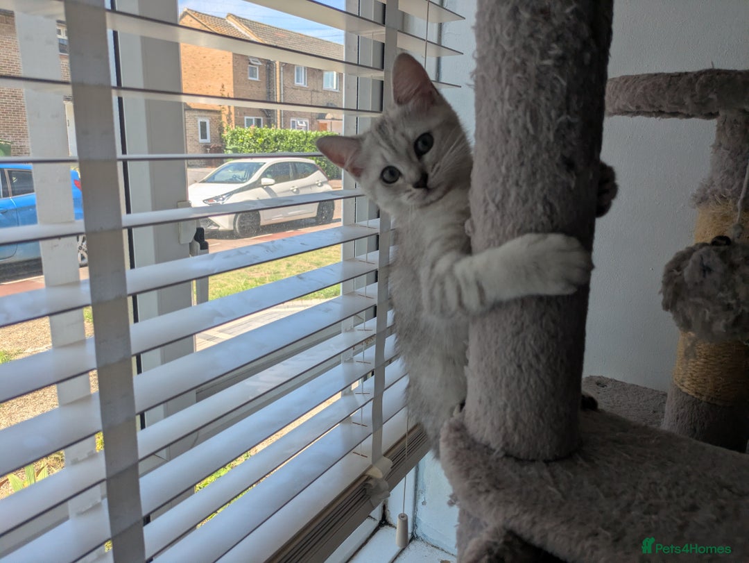 Mixed Breed cats for sale: Stunning British Shorthair cross Ragdoll Girl  - Image 4