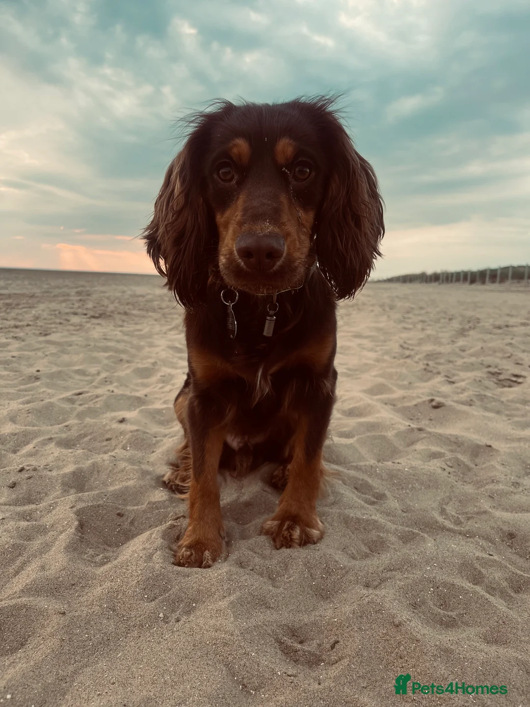 American Cocker Spaniel dogs for sale: Cocker spaniel  - Advert 2