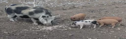 Pig livestock for sale: Julianna Micro 't-cup' piglets gilts - Advert 3