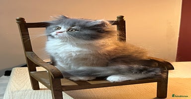 Persian cats - Advert 14