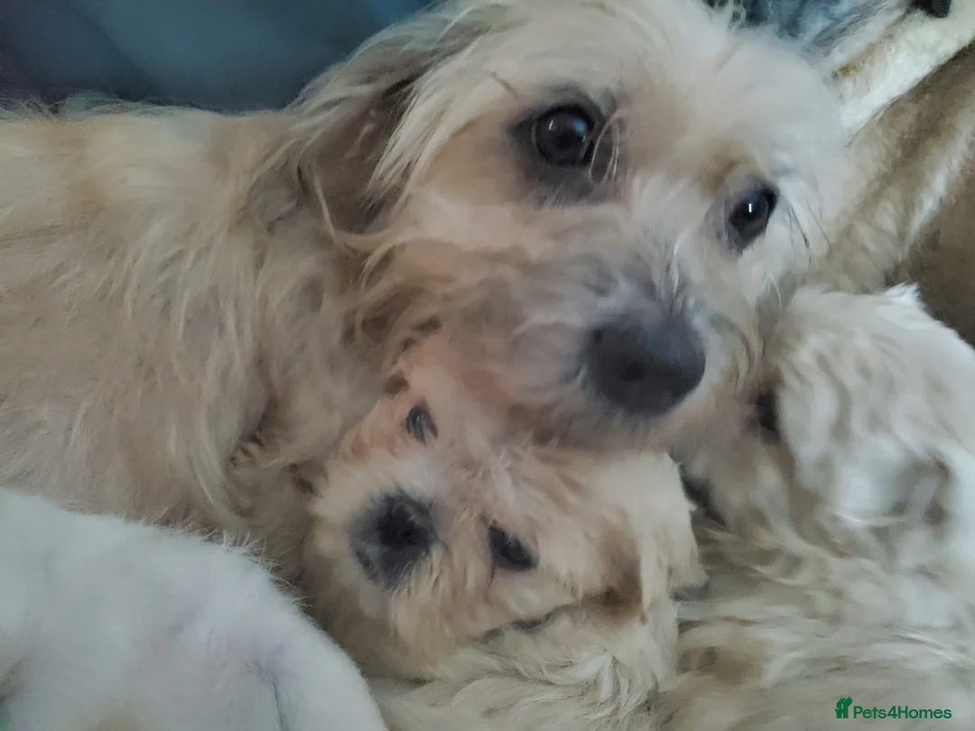 Mixed Breed dogs for sale: Shih tzu cross Pug puppies - Advert 12