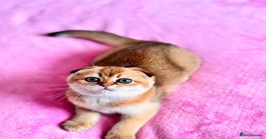 Scottish Fold cats - Advert 8