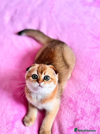 Scottish Fold cats - Advert 3