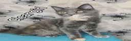 Maine Coon cats for sale: Maine Coon kittens "Pureee Love" - Advert 4