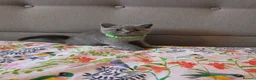 British Shorthair cats for sale: Ready to go British Shorthair kittens  - Advert 5