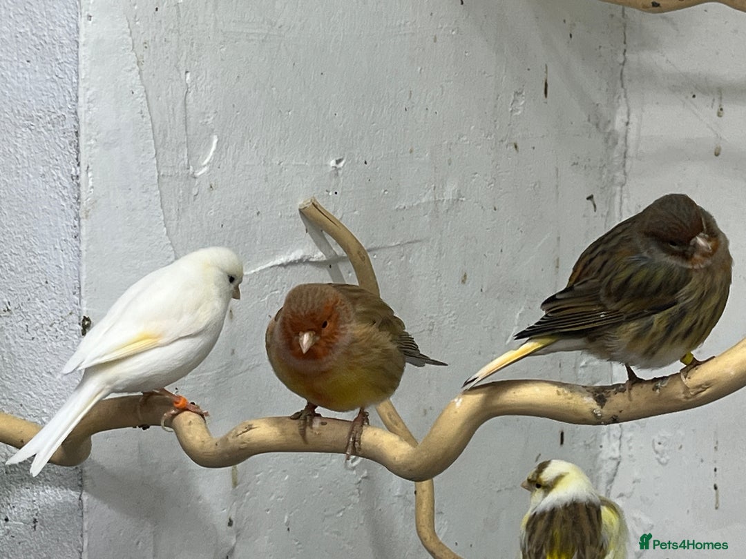 Canaries birds for sale:  canaries - Advert 3