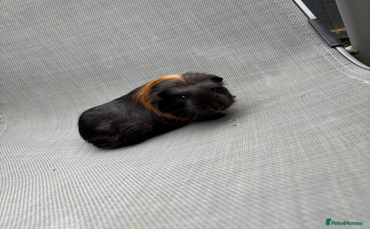 Guinea Pig rodents - Advert 16