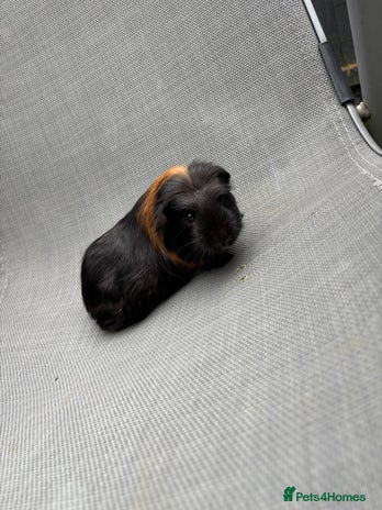 Guinea Pig rodents - Advert 10