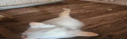 Mixed Breed cats for sale: Kittens - Advert 6