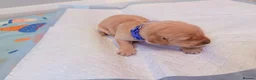 Golden Retriever dogs for sale: Golden retriever puppies  - Advert 9