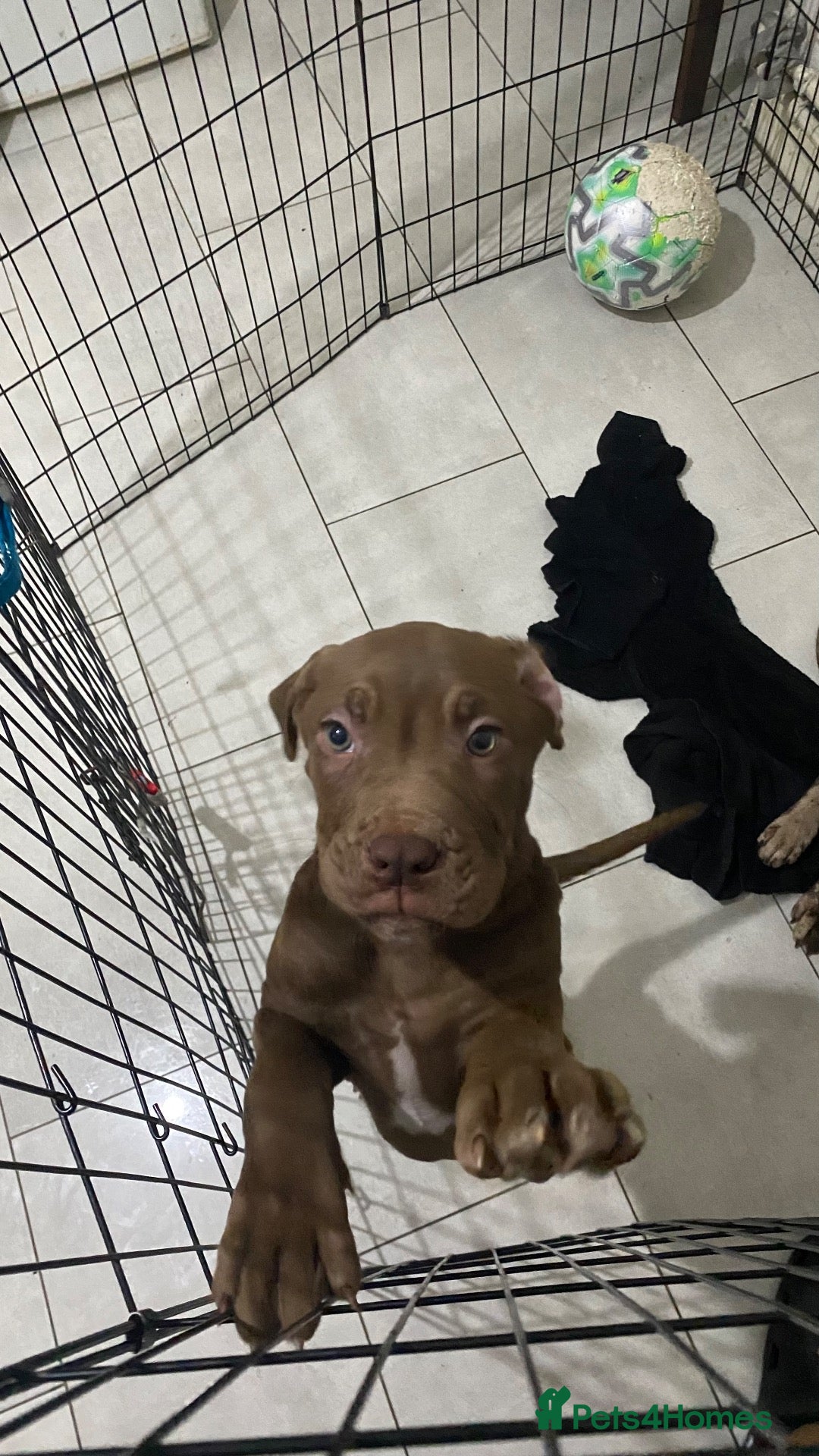 Mixed Breed dogs 12 week old bandog/mastiff puppy - Advert 5