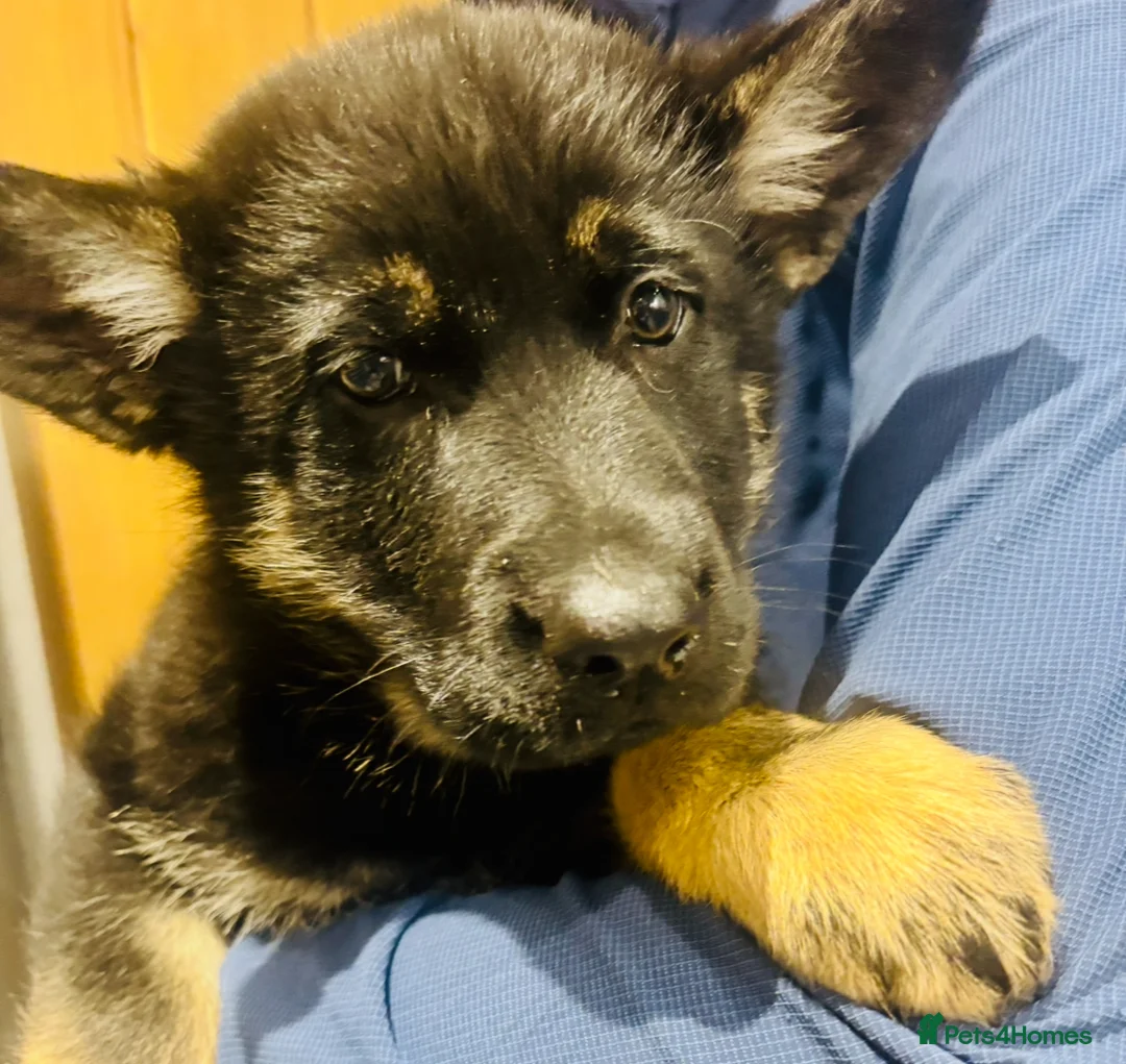German Shepherd dogs for sale: Beautiful German Shepard puppies - Advert 8