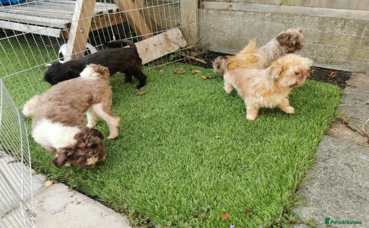 Shih Tzu dogs - Advert 3