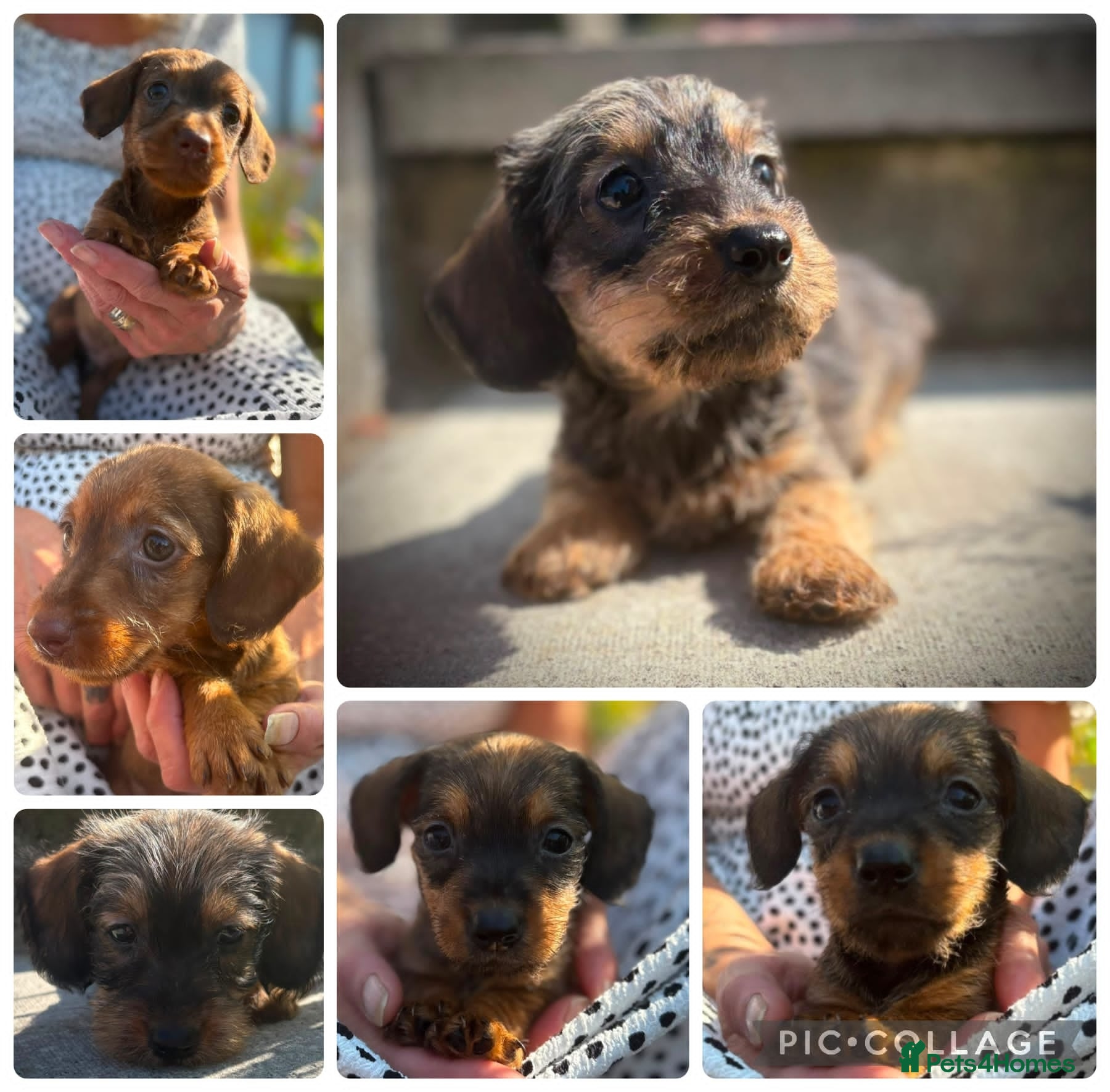 Miniature Dachshund dogs Beautiful miniature wire haired dachshund pups - Advert 13