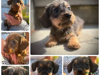 Miniature Dachshund dogs Beautiful miniature wire haired dachshund pups - Advert 13
